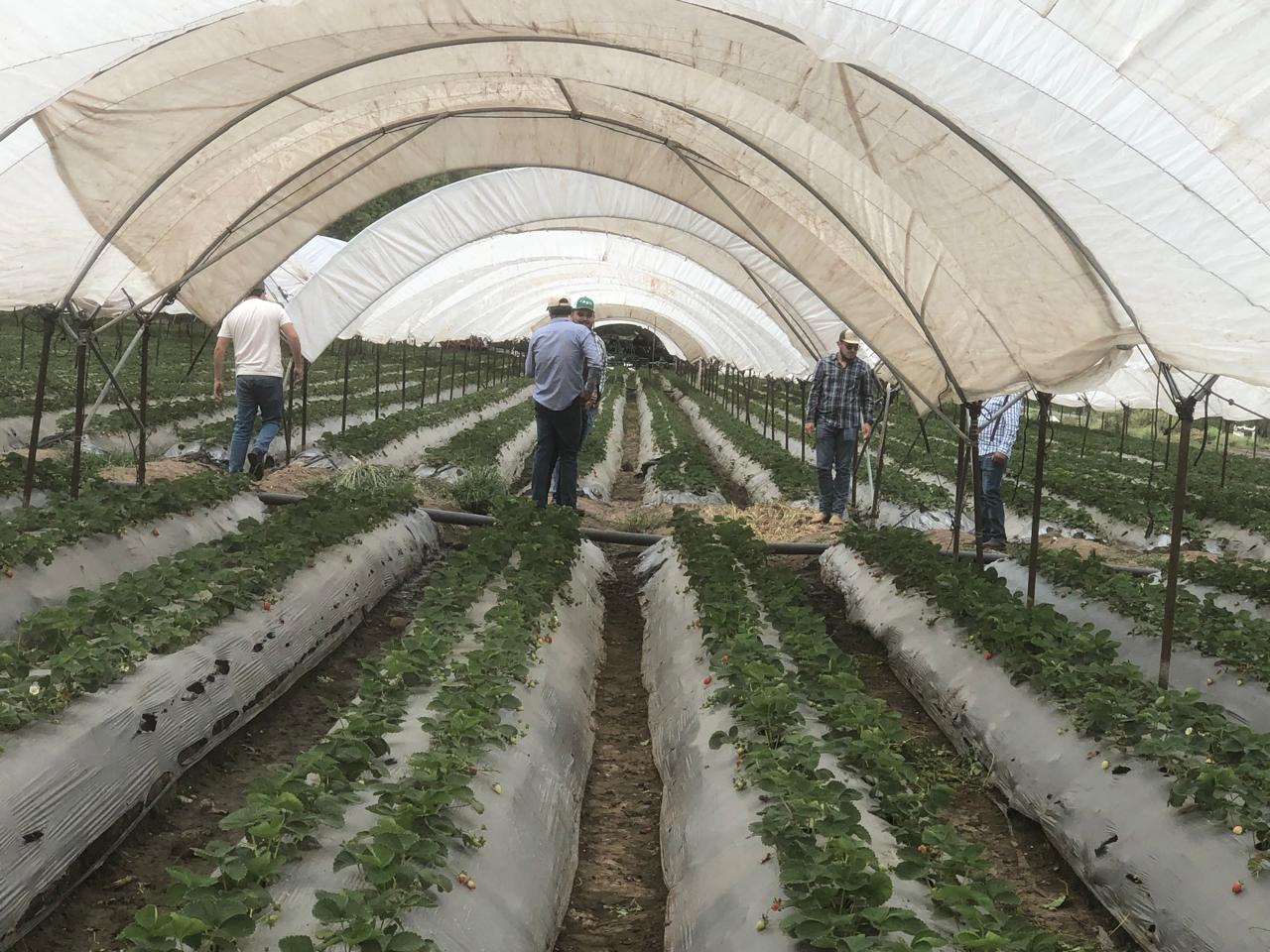 Zamora, liberación de insectos